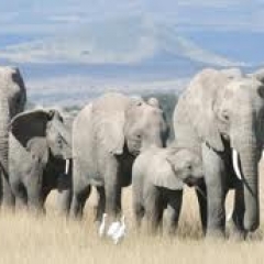 Mamás elefantes