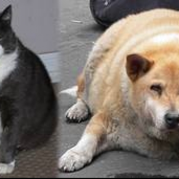 Mascotas de peso